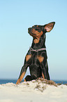 German Pinscher