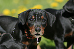 German Pinscher Puppy