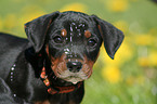 German Pinscher Puppy