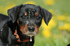 German Pinscher Puppy