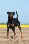 German Pinscher