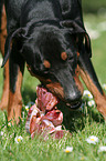 eating German Pinscher