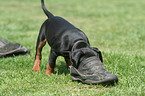 playing German Pinscher puppy