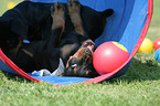 playing German Pinscher puppies