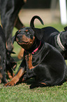 German Pinscher