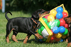 playing German Pinscher puppy