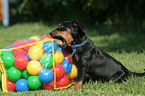 playing German Pinscher puppy