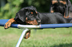 German Pinscher puppy