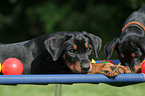 German Pinscher puppies