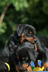 playing German Pinscher puppies