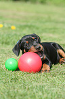 playing German Pinscher puppy