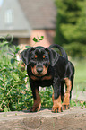 German Pinscher puppy