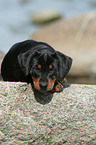 sleeping German Pinscher puppy