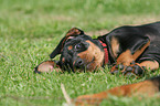 playing German Pinscher puppy