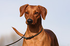 German Pinscher Portrait