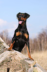 German Pinscher