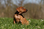 German Pinscher Puppy