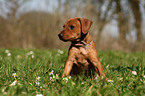 German Pinscher Puppy