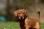 German Pinscher Puppy