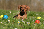 German Pinscher Puppy