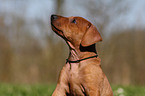 German Pinscher Puppy