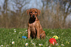 German Pinscher Puppy