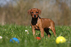 German Pinscher Puppy