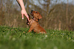 German Pinscher Puppy