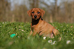 German Pinscher Puppy