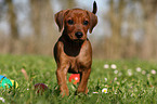 German Pinscher Puppy