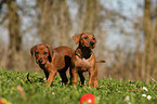 German Pinscher Puppies