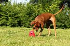 German Pinscher