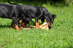 German Pinscher Puppies