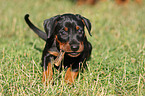 german pinscher puppy