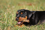 german pinscher puppy