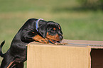 german pinscher puppy