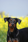 german pinscher portrait