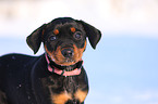 German pinscher puppy