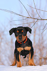 German pinscher puppy