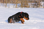 German pinscher puppy