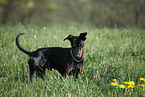 German Pinscher