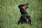 German Pinscher Portrait