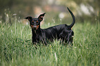 German Pinscher