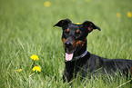 German Pinscher Portrait