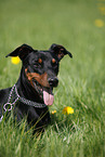 German Pinscher Portrait