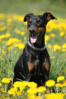 sitting German Pinscher
