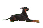 lying German Pinscher