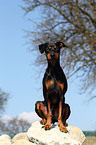 sitting German Pinscher