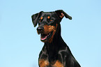 German Pinscher Portrait