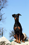 sitting German Pinscher